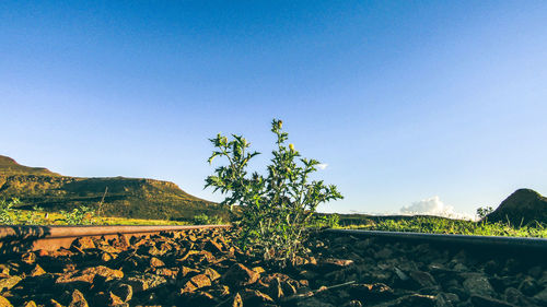 Plants growing on field against clear blue sky