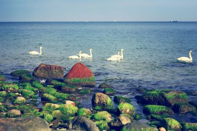 Scenic view of sea against clear sky