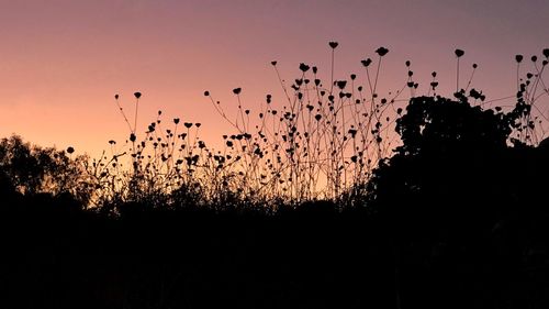Silhouette birds flying against sky during sunset