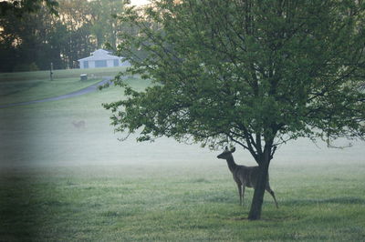 Horse on field