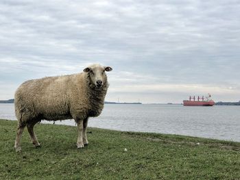 Sheep standing in a field