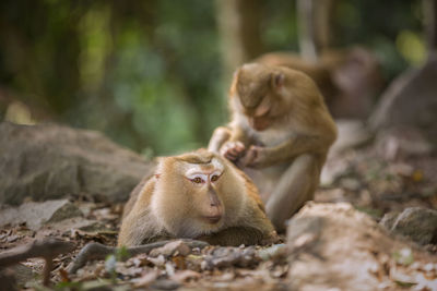 Monkey sitting on a land