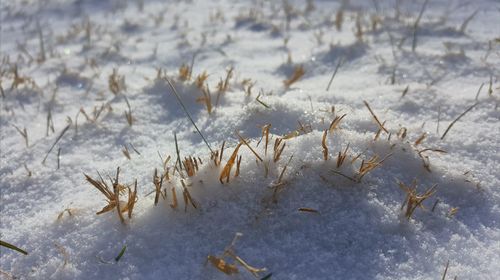 High angle view of frozen plants on field