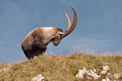 Side view of giraffe on land