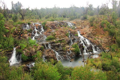 Scenic view of waterfall in forest