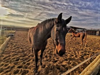 Horse standing in a field