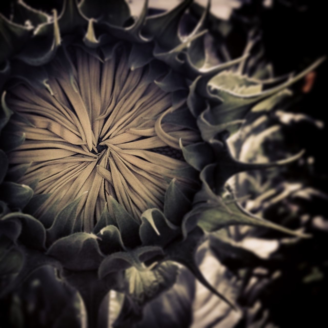 growth, close-up, nature, plant, beauty in nature, fragility, full frame, backgrounds, no people, flower, outdoors, natural pattern, tranquility, pattern, selective focus, day, focus on foreground, freshness, sunlight, leaf