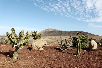 Plants growing in desert against sky