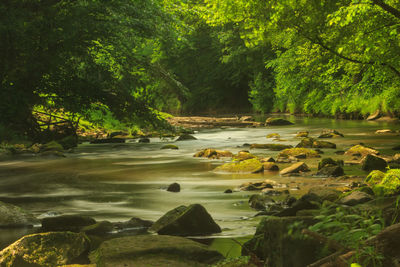 Scenic view of river amidst trees in forest