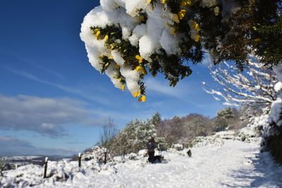 Scenic view of snow covered trees against sky