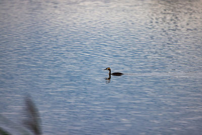 Duck swimming in lake