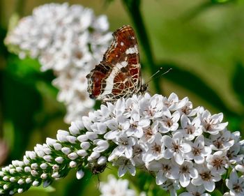 Close-up of butterfly pollinating on flower