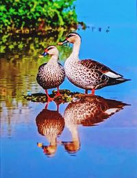 Mallard ducks in a lake