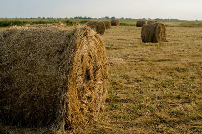 Scenic view of rural landscape