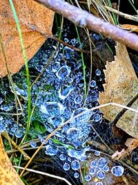 High angle view of wet plant