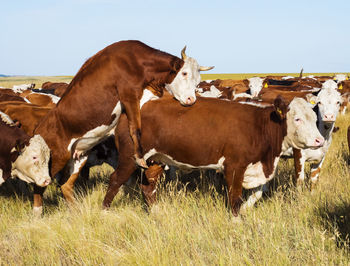 Cow. russian white-headed breed