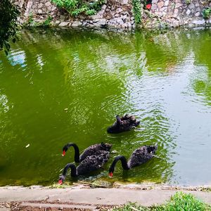 High angle view of swans swimming on lake