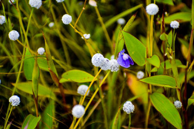 Close-up of purple flowering plant