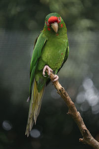 Close-up of parrot perching on branch