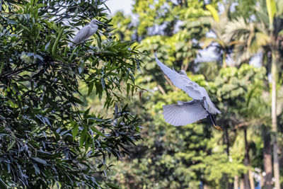 Bird flying over plants