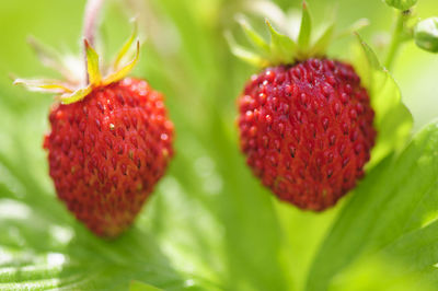 Wild strawberries, close-up