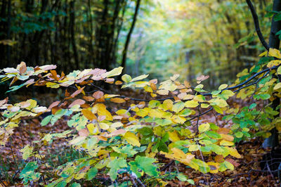 Close-up of autumn leaves on tree in forest