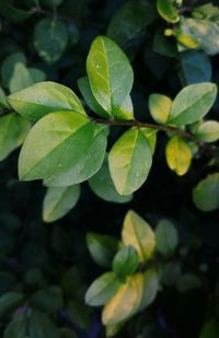 Close-up of raindrops on leaves