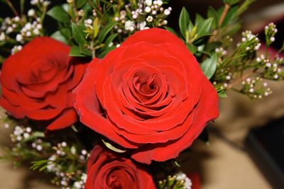 Close-up of red rose