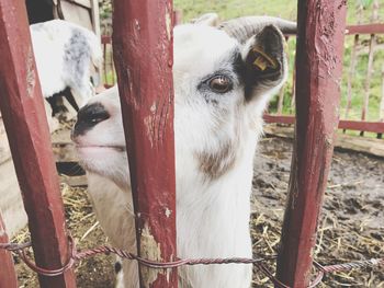 Close-up of horse by fence