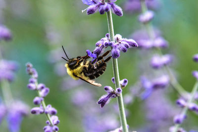 Close-up of bee pollinating on purple flower