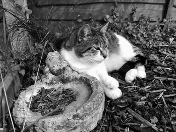 Portrait of cat resting by plants