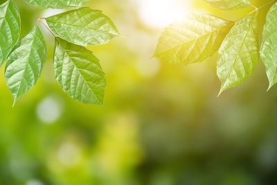 Close-up of fresh green leaves