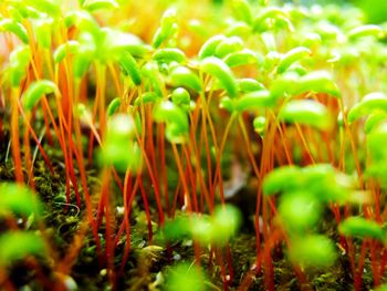 Full frame shot of plants growing on field