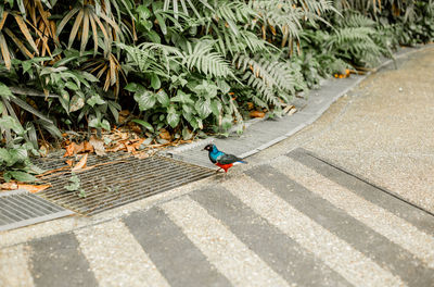 High angle view of bird on footpath