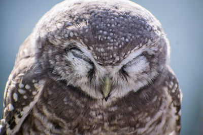 Close-up portrait of owl.