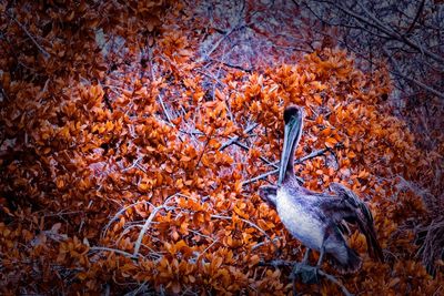 Bird perching on a tree