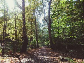 Footpath passing through forest