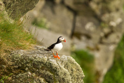 Close-up of bird perching on rock