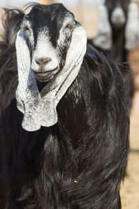 Close-up of a goat
