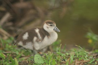 Close-up of bird on field