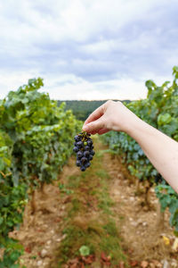 Midsection of person holding fruit on field