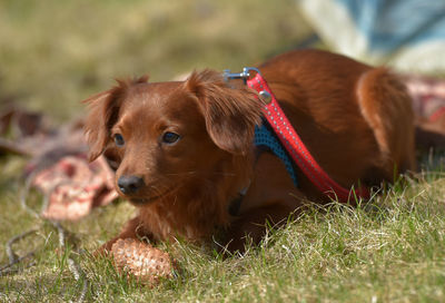 View of a dog looking away on field