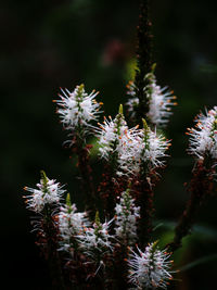 Close-up of white flowering plant