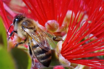 Close-up of insect on red flower