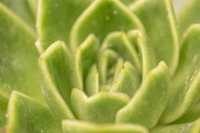 Close-up of fresh green cactus plant