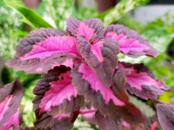 plant