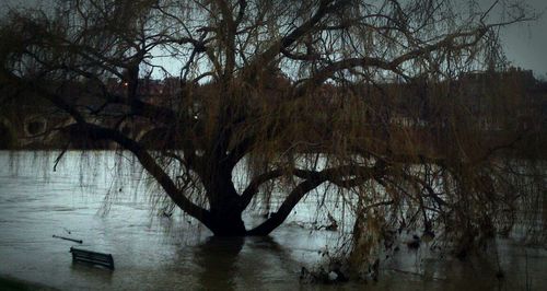 Bare trees by lake