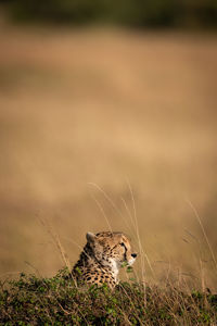 Cheetah on land