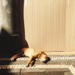 Dog lying on brick wall