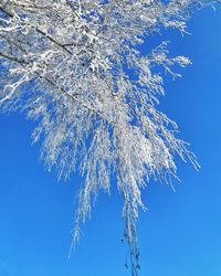 Low angle view of frozen plant against blue sky